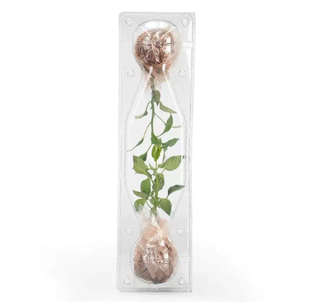 Seedling Protection Box (Herb Clamshell)